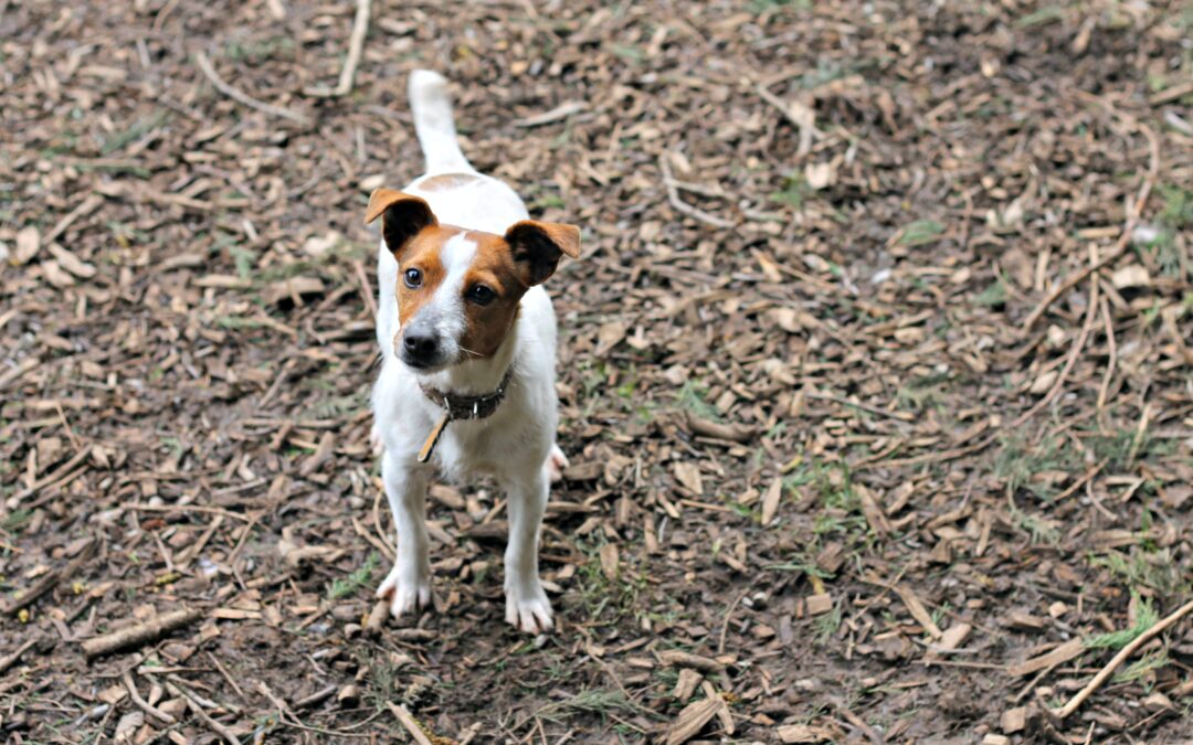 white and brown short coated dog on brown dried leaves