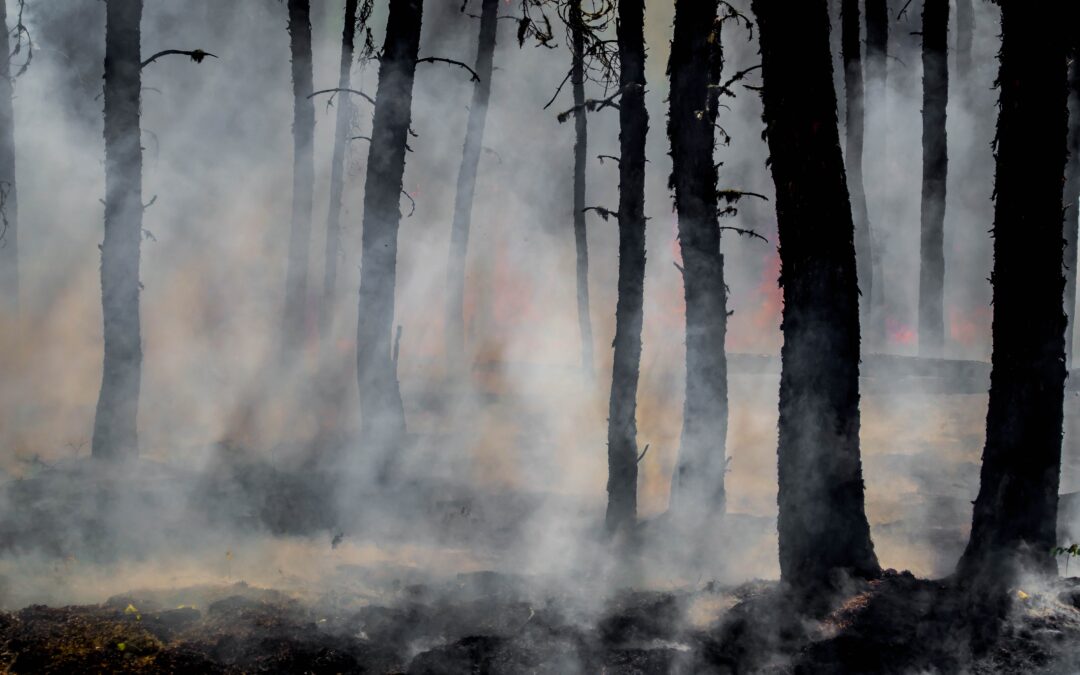 silhouette of trees on smoke covered forest